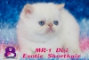 Safkan mavi gzl exotic shorthair ve iran yavrularmz