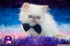 Safkan mavi gzl exotic shorthair ve iran yavrularmz