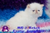 Safkan mavi gzl exotic shorthair ve iran yavrularmz