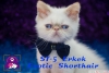 Safkan mavi gzl exotic shorthair ve iran yavrularmz