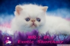 Safkan mavi gzl exotic shorthair ve iran yavrularmz