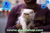 Safkan persian yavrularmz denizli elapetshop