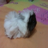 Safkan peruvian guinea pig sat vardr