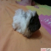 Safkan peruvian guinea pig sat vardr