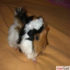 Safkan peruvian guinea pig sat vardr