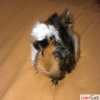 Safkan peruvian guinea pig sat vardr