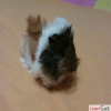 Safkan peruvian guinea pig sat vardr