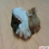 Safkan peruvian guinea pig sat vardr