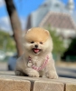 Safkan pomeranian boo yavrular