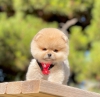 Safkan pomeranian boo yavrular