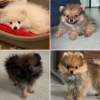 Safkan pomeranian / pomeranian kpek yavrusu