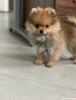 Safkan pomeranian / pomeranian kpek yavrusu