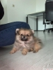 Safkan pomeranian / pomeranian kpek yavrusu