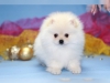 ######safkan pomeranian puppies#####