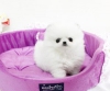 Safkan pomeranian puppies imdi cretsiz