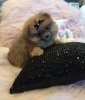 Safkan pomeranian puppy kaytl