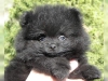 Safkan pomeranian yavrular whatsapp (+237695281934)