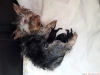 Safkan secereli yorkshire terrier erkek dii bebekler