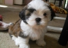 Safkan shih tzu puppies dman ocuklar