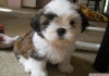 Safkan shih tzu puppies dman ocuklar