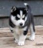 Safkan sibirya husky