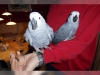 Saglik erkek ve kadin afrika gri papaganlar9004