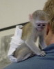 Salkl enerjik bebek bezi capuchin maymunlar eitimli