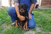 Salkl erkek ve dii rottweiler yavrular