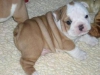 Salkl ingilizce bulldog puppies