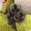 Salkl marmoset maymunlar-whatapp +97339987365