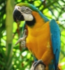 Sağlıklı özel sevecen mavi ve altın amerika papağanı4587