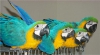 Saglikli zel sevecen mavi ve altin amerika papagani33