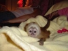 Saglikli sevecen capuchin maymunlar0647