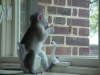 Saglikli sevecen capuchin maymunlar6689
