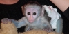 Salkl sevimli iki bebek capuchin maymunlar