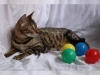 Salkl sosyal oyuncu bengal yavru kedi