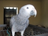 Saglikli sosyal veteriner  afrika gri papaganlari