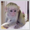 Salkl ve iyi sosyalletirilmi capuchin maymunu bebekleri