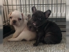 Salkl ve tuvalet eitimli french bulldog yavrular yeni y