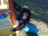 Salkl veteriner, iyi bir aile iin capuchin maymunu kontr