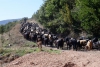 Sahibinden halep ve kilis keisi melezi