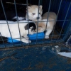 Sahibinden Husky Yavrular�