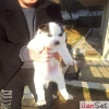 Sahibinden Husky Yavrular�