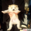 Sahibinden Husky Yavrular�