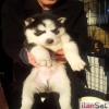 Sahibinden Husky Yavrular�