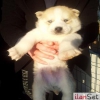 Sahibinden Husky Yavrular�