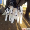 Sahibinden Husky Yavrular�