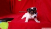 Sahibinden jack russell yavru ksa bacak tuvalet eitimli