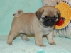 Sahibinden pug mops