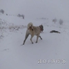 SAHBNDEN  SAFKAN KANGAL SERTFKALI ERKEK19 AYLIK